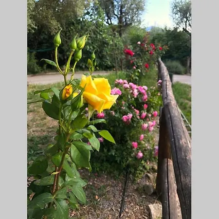 Domus Aqua Viva ماسّا لوبْرينسِ